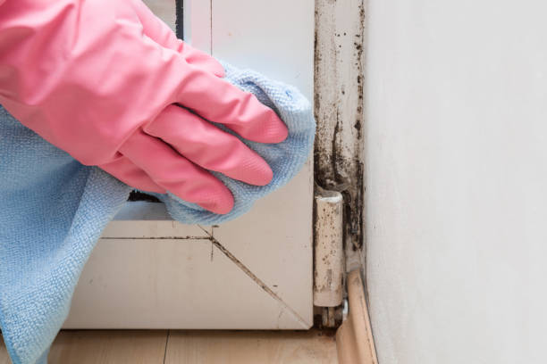 Best Mold Removal for HVAC Installations  in Lufkin, TX